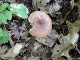 Lactarius quietus var. incanus image