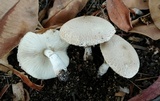 Leucoagaricus barssii image