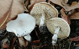 Leucoagaricus barssii image