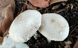 Leucoagaricus barssii image