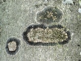 Trypethelium virens image