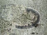Trypethelium virens image
