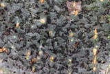Trypethelium virens image