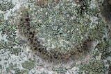 Trypethelium virens image