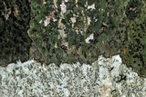 Trypethelium virens image