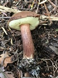 Imleria badia image