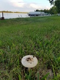 Amanita sect. Vaginatae image