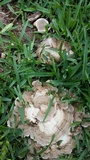 Trametes lactinea image