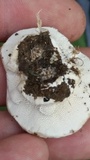 Trametes lactinea image