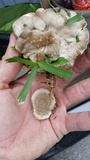 Trametes lactinea image