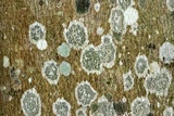 Graphis scripta image
