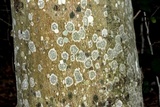 Graphis scripta image