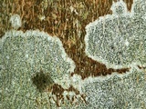 Graphis scripta image