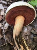 Caloboletus firmus image