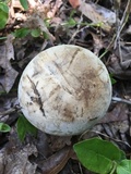 Caloboletus firmus image
