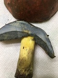 Boletus subluridellus image