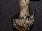 Amanita vernicoccora image