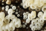 Henningsomyces candidus image