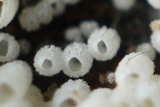 Henningsomyces candidus image