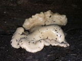 Hypocrea peltata image