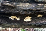 Hypocrea peltata image
