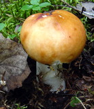 Russula decolorans image