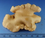 Hypocrea peltata image