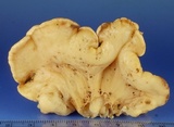Hypocrea peltata image