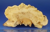 Hypocrea peltata image