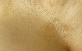 Hypocrea peltata image
