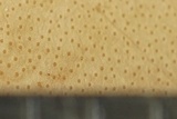 Hypocrea peltata image