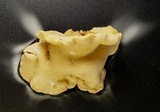 Hypocrea peltata image