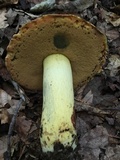 Boletus subluridellus image