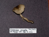 Gliophorus irrigatus image