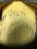 Boletus subluridellus image