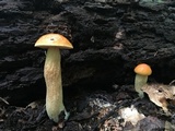 Leccinum longicurvipes image