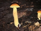 Leccinum longicurvipes image
