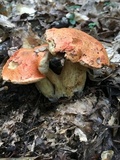 Gyroporus ballouii image