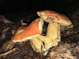 Tylopilus balloui image