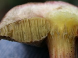 Boletus chrysenteron image
