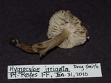 Gliophorus irrigatus image