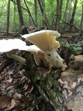 Pleurotus dryinus image