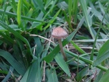 Panaeolus cinctulus image