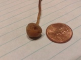 Panaeolus cinctulus image