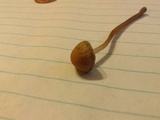 Panaeolus cinctulus image