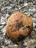 Boletus subluridellus image