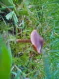 Cortinarius rubellus image