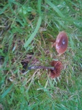 Cortinarius rubellus image