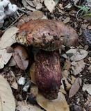 Butyriboletus floridanus image