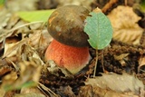Sutorius luridiformis image